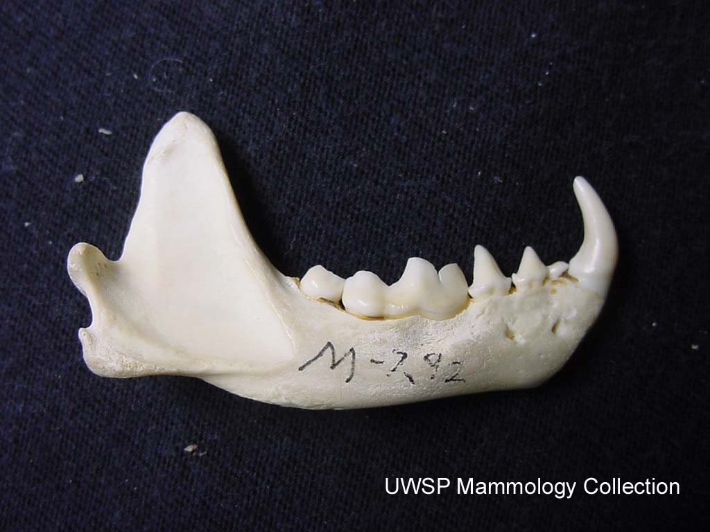 Mephitis mephitis Vertebrate Collection UWSP